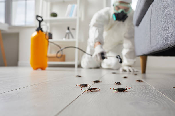Post-Treatment Bed Bug Interceptor Monitoring in Oronogo